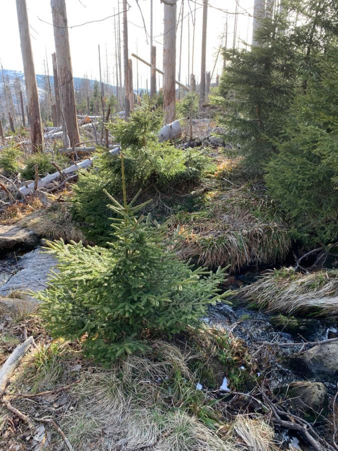 Harz 21 Διαμέρισμα Braunlage Εξωτερικό φωτογραφία